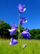 big blue bell flower on the field