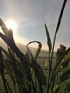 spider web on green plants in bright sunlight