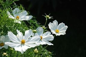 delightful delicate beauty Summer Flower