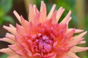 pale pink dahlia close up