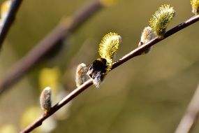Pussy willow branches in the spring close-up on blurred background