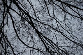 dark branches of trees against the sky