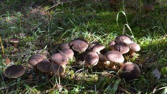 A lot of the funguses in autumn