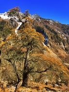 Shuangqiaogou is one of three main valleys in Siguniangshan