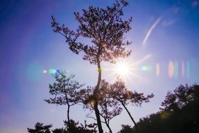 bright sun in the treetops