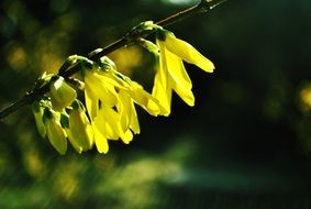 yellow flowers on a forsythia branch