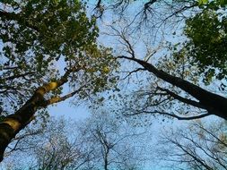 Spring Forest, crowns of trees at sky