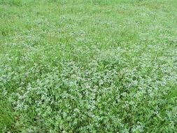 field of flowers in summer