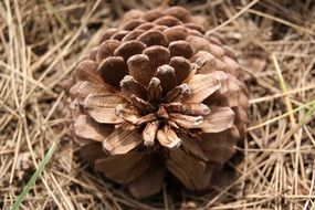 picturesque and pretty Cone