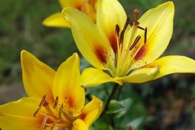 Natural Yellow Lilly Flowers