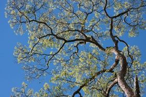 tree like a big flower