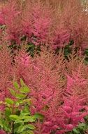 astilbe as a pink plant