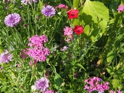 picturesque and pretty Meadow flowers on a sunny day