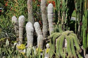 cacti in a landscape of a botanical garden