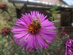 Bee is dusting flowers in spring