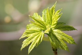 fresh green leaves in spring