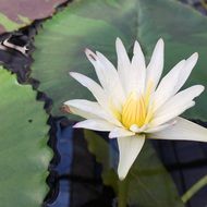 White and yellow lotus
