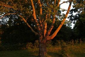 tree in bright twilight