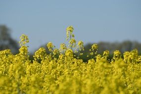 landscape of rapeseed field as a decoration