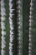 needles of a cactus close-up