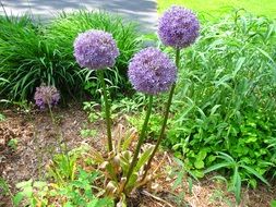 bush of blooming colorful allium