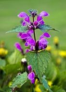 purple velvet blossoms