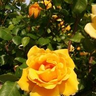 Yellow Rose Flower on a bush close-up