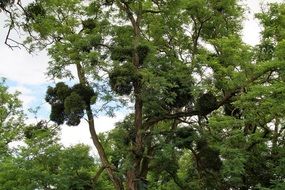 photo of Mistletoe - an evergreen shrub plant