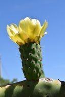 closeup photo of incredibly beautiful Cactus Blossom