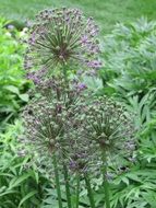 plant with delicate flowers