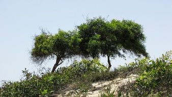 Trees on sand Dune, cyprus, ayia napa
