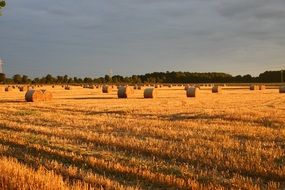 summer organic straw field