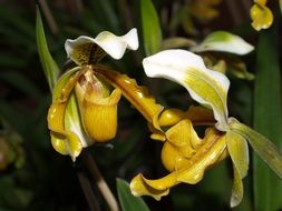 white-yellow orchid close up