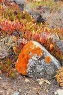 fauna of Corsica