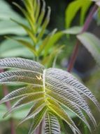 tree leaves close up on a blurred background