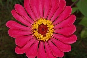 pink zinnia with yellow core