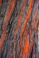 closeup view of orange spots on tree bark