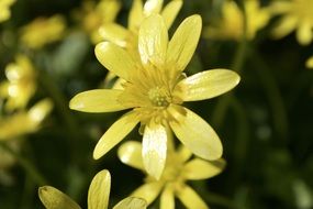 yellow buttercup flowers