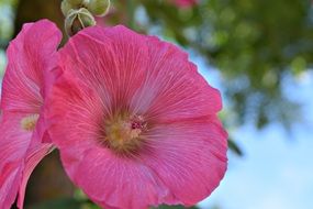 pink petunia as a garden plant