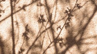 Shadows of the plants on the wall