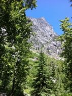 tall green trees on a background of a mountain peak