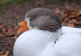 white duck with gray neck close-up