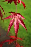 Red maple leaves in the autumn