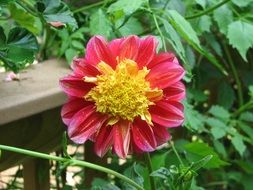 yellow-pink dahlia on a bush