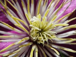 closeup of a flower stamens