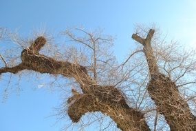 picturesque Dry Tree