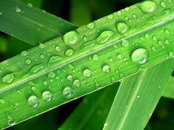 drops of water on long green leaves close-up