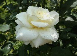 White rose after the rain