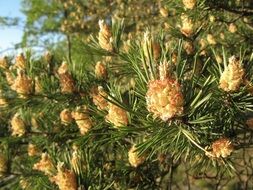 Pines on a Conifer tree