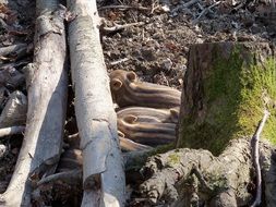 Forest Boar